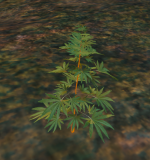 drug1.png