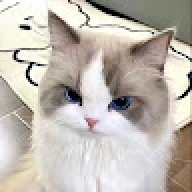 xxbaffytaxx