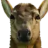 zodiacdamian